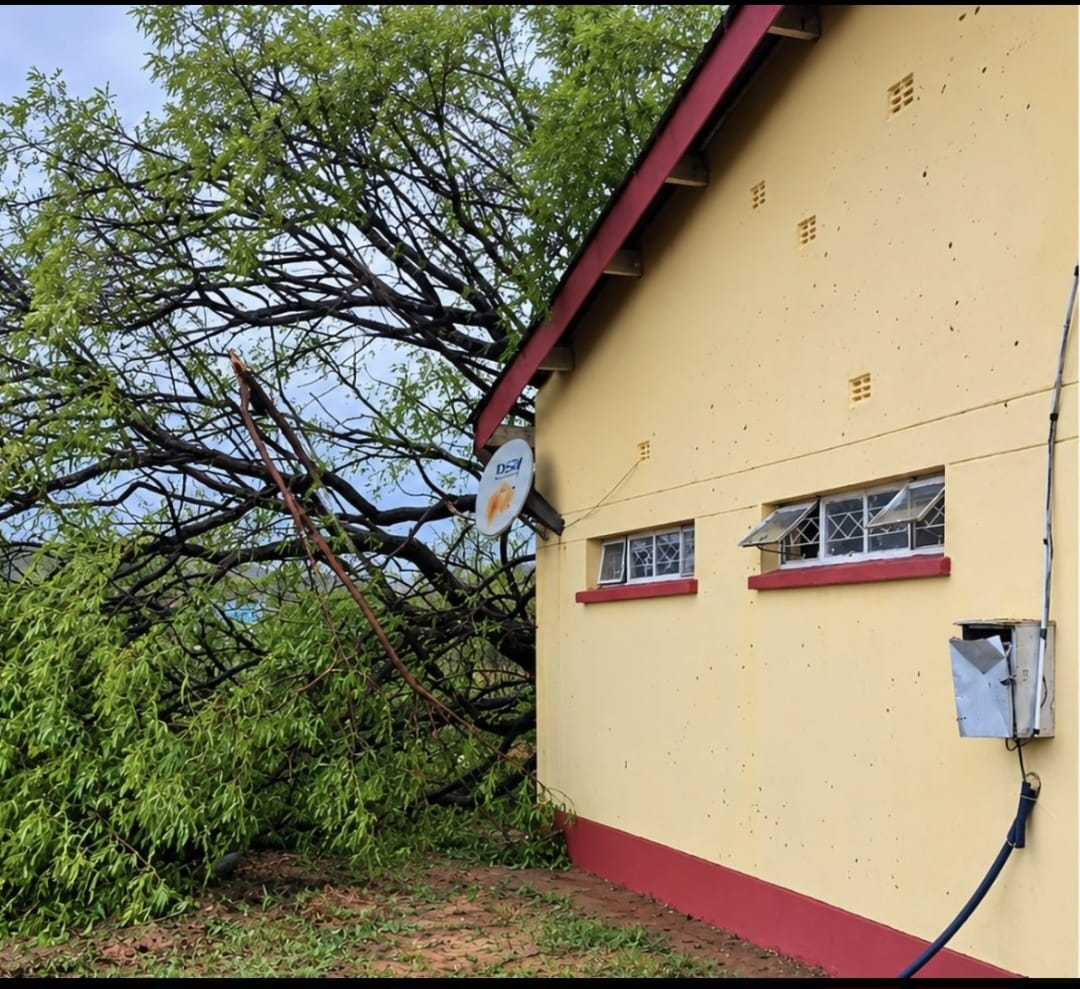A fallen tree beside a building.